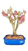 Bonsai cerejeira japonesa SAKURA Rosa Vaso de cerâmica e e-book de cuidados - Quintal do bonsai