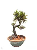 Bonsai Cotoneaster minifolia vaso de ceramica 15 anos Robusta - Quintal do bonsai