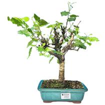 Bonsai de Amora - 6 Anos - Produzindo Frutos