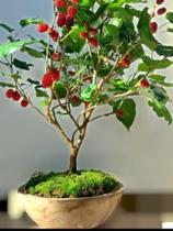 Bonsai de amora com 4 anos linda cheia de frutas - Amoreira