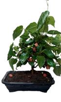 Bonsai de amora com frutos fertilizada e vaso - Green house Bonsai de amora com frutos fertilizada e vaso - Green house