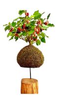 Bonsai de amora com frutos na kokedama