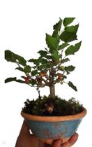 Bonsai de amora frutífera com frutos vaso de ceramica presente decoração