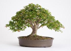 Bonsai de jabuticaba c/5 anos para decoração presente