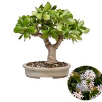 Bonsai de Jade árvore da fortuna robusta 12 anos vaso de ceramica