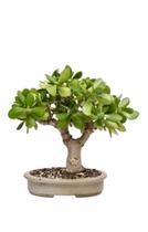Bonsai de Jade crassula ovata planta da boa sorte Robusta c/vaso - Green house Bonsai de Jade crassula ovata planta da boa sorte Robusta c/vaso - Green house
