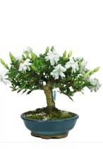 Bonsai de jasmin Anã vaso de porcelana vietnamita 7 anos - Green house bonsai