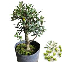 Bonsai de Oliveira frutífera robusta 12 anos com vaso e e-book de cuidados - Quintal do bonsai