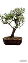 Bonsai de piracanta 10 anos com flores e vaso de porcelana Bonsai de piracanta 10 anos com flores e vaso de porcelana
