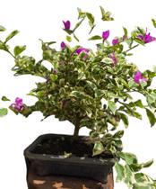 Bonsai de primavera bounganvillea variegata roxa exótica 15 anos com flores - Quintaldobonsai