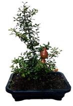 Bonsai de Romã produzindo com frutos e vaso - Green house