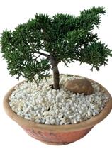 Bonsai de shimpaku juniperus vaso de ceremica filme karate kid - Quintal do bonsai