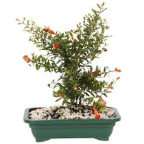 Bonsai frutas diversas Bonsai frutas diversas