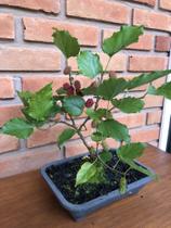 Bonsai Frutífero Amora - Inspira Flora