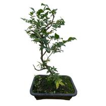 Bonsai Frutífero Jabuticaba - Inspira Flora
