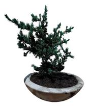 Bonsai joniperus horizontalis luxo - Green