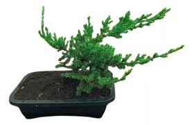Bonsai juniperus horizontales 7 anos tuia jacaré - Quintal do bonsai