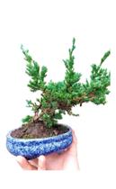 Bonsai juniperus horizontales vaso de cerâmica tuia jacaré 7 anos - Quintaldobonsai