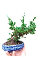 Bonsai juniperus horizontales vaso de cerâmica tuia jacaré 7 anos