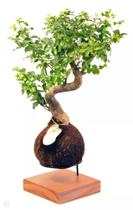 Bonsai lingustrum 12 anos kokedama