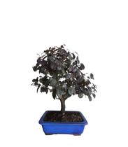 Bonsai Loropetalum Rubro chinense Amamelis c/vaso Porcelana 12 anos