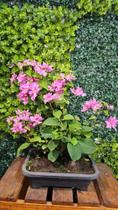Bonsai Primavera Bougainvillea 12 Anos Planta Natural