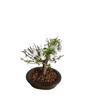 Bonsai Sakura Cerejeira Branca vaso de Porcelana