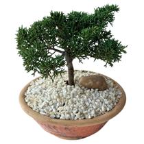 Bonsai Shimpaku Juniperus Chinensis - 03 Anos - Mogabo Bonsai Shimpaku Juniperus Chinensis - 03 Anos - Mogabo