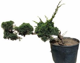 Bonsai Shimpaku (Juniperus chinensis) B153 - GardenB