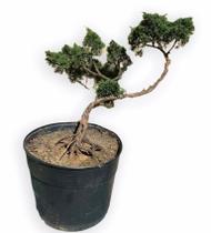 Bonsai Shimpaku (Juniperus chinensis) B154 - GardenB