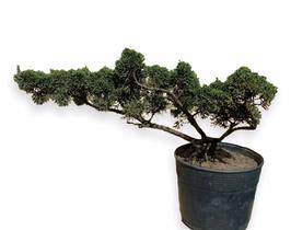 Bonsai Shimpaku (Juniperus chinensis) B155 - GardenB