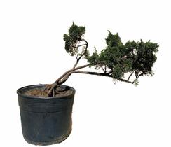 Bonsai Shimpaku (Juniperus chinensis) B156 - GardenB