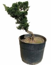 Bonsai Shimpaku (Juniperus chinensis) B157 - GardenB