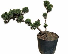 Bonsai Shimpaku (Juniperus chinensis) B158 - GardenB