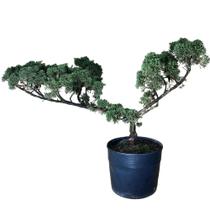 Bonsai Shimpaku (Juniperus chinensis) B160 - GardenB