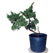 Bonsai Shimpaku (juniperus chinensis) B161 - GardenB