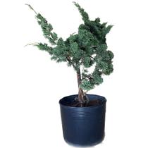 Bonsai Shimpaku (juniperus chinensis) B162 - GardenB