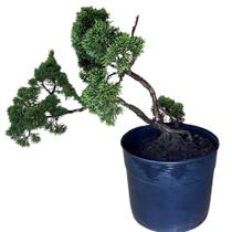 Bonsai Shimpaku (juniperus chinensis) B173 - GardenB