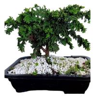 Bonsai tuia Pavão c/vaso fertilizada