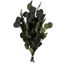 Botánicos Vickerman Eucalipto Populus Verde 450-500g