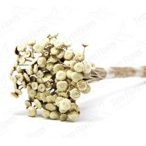 Botão Branco Desidratado Sempre Viva Flores Secas Variações