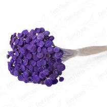 Botão Desidratado Sempre Viva Flores Secas