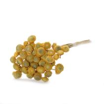 Botão Dourado Amarelo Desidratado