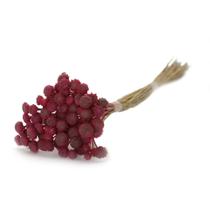 Botão Dourado Pink Desidratado para Decoração Botão Dourado Pink Desidratado para Decoração