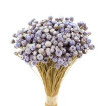 Botão Jazida Lilás Desidratado Botão Jazida Lilás Desidratado