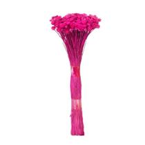 Botão Margarida Pink Desidratado