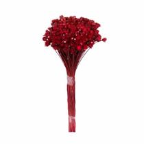 Botão Margarida Vermelho Desidratado