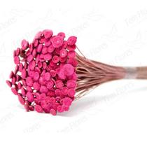Botão Rosa Desidratado Sempre Viva Flores Secas