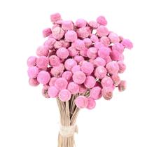 Botão Rosa Desidratado Botão Rosa Desidratado