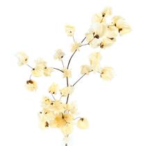 Bougainville Alvejado/ Branco Bougainville Alvejado/ Branco